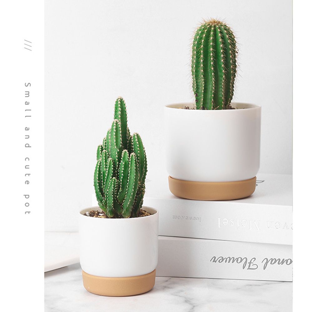 Round Green Plant Garden Suppl - Aloe Vera Pot 评论和价格