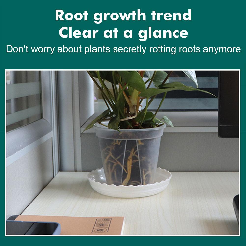 Transparent Plastic Pots Root  - Aloe Vera Pot 评论和价格