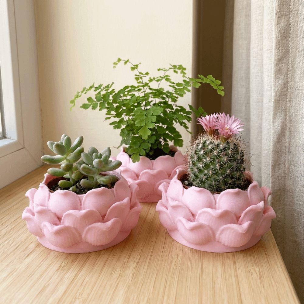 Lotus Shaped Succulent Plant P - Echeveria Succulent 评论和价格